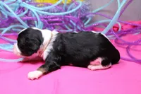 Tobin, a male Cavalier King Charles Spaniel for sale in Weaubleau, MO – Photo 5 of 9