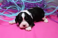 Tobin, a male Cavalier King Charles Spaniel for sale in Weaubleau, MO – Photo 1 of 9