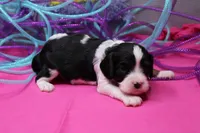 Tobin, a male Cavalier King Charles Spaniel for sale in Weaubleau, MO – Photo 4 of 9