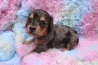 Squish, a male Miniature Dachshund for sale in Weaubleau, MO – 3 of 8