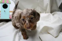 Khloe, a female Miniature Dachshund for sale in Weaubleau, MO – 4 of 10