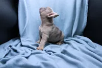 Peyton, a male French Bulldog for sale in Weaubleau, MO – 10 of 10
