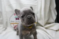 Ralph, a male French Bulldog for sale in Weaubleau, MO – 2 of 10
