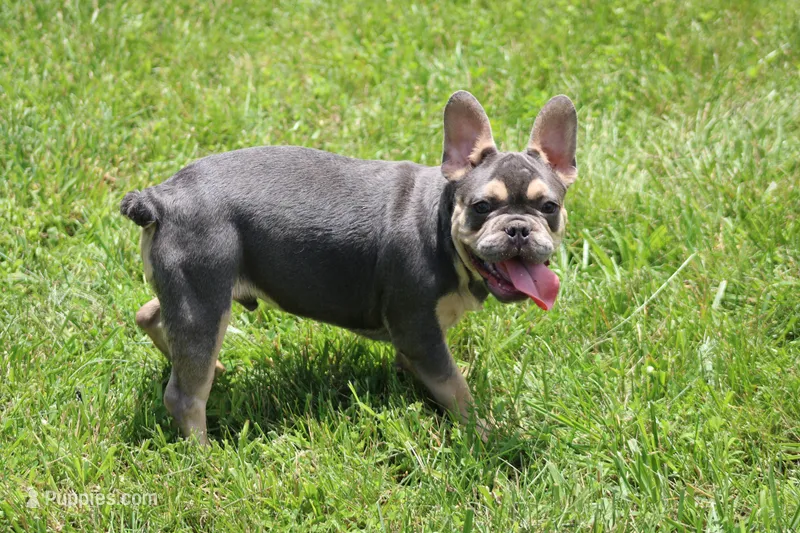 Zayne – French Bulldog puppy for sale in Weaubleau, MO