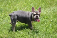 Zayne, a male French Bulldog for sale in Weaubleau, MO – 1 of 9