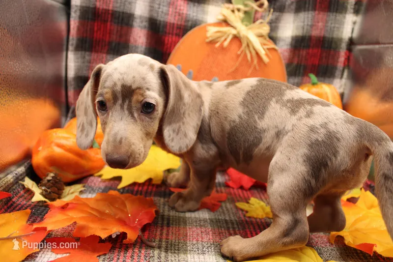 Quorra – Miniature Dachshund puppy for sale in Weaubleau, MO