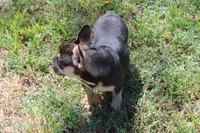 Nathe, a male French Bulldog for sale in Weaubleau, MO – 10 of 10