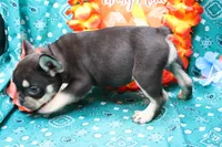 Neely, a male French Bulldog for sale in Weaubleau, MO – 4 of 8