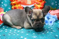 Phineas, a male French Bulldog for sale in Weaubleau, MO – 5 of 6
