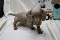 Parker, a male Miniature Dachshund for sale in Weaubleau, MO – 2 of 9