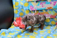 Sepp, a male Miniature Dachshund for sale in Weaubleau, MO – 7 of 9