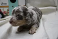Skipper, a male Miniature Dachshund for sale in Weaubleau, MO – 3 of 10