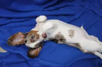 Eli, a male Miniature Dachshund for sale in Weaubleau, MO – 7 of 10