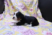 Winnie, a female Cavalier King Charles Spaniel for sale in Weaubleau, MO – 3 of 3