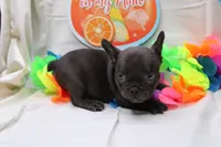 Cade, a male French Bulldog for sale in Weaubleau, MO – 10 of 10