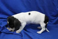 Eliza, a female Miniature Dachshund for sale in Weaubleau, MO – 8 of 10