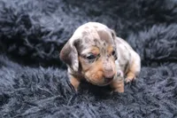 Quigley, a male Miniature Dachshund for sale in Weaubleau, MO – 3 of 4