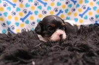 Tucker, a male Cavalier King Charles Spaniel for sale in Weaubleau, MO – 4 of 8