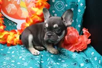 Ned, a male French Bulldog for sale in Weaubleau, MO – 5 of 9
