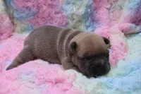 Pat, a male French Bulldog for sale in Weaubleau, MO – 6 of 8