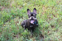 Nikolas, a male French Bulldog for sale in Weaubleau, MO – 1 of 10