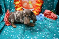 Sepp, a male Miniature Dachshund for sale in Weaubleau, MO – 2 of 9