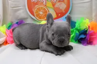 Cedric, a male French Bulldog for sale in Weaubleau, MO – 8 of 9