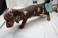Pixie, a female Miniature Dachshund for sale in Weaubleau, MO – 3 of 9