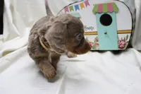 Penny, a female Miniature Dachshund for sale in Weaubleau, MO – 5 of 10