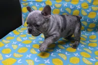Zuri, a female French Bulldog for sale in Weaubleau, MO – 7 of 10