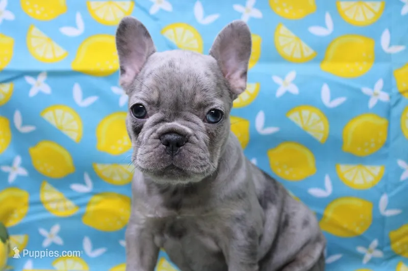 Zuri – French Bulldog puppy for sale in Weaubleau, MO