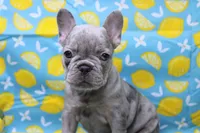 Zuri, a female French Bulldog for sale in Weaubleau, MO – 4 of 10