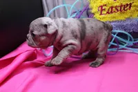 Zuri, a female French Bulldog for sale in Weaubleau, MO – Photo 3 of 8