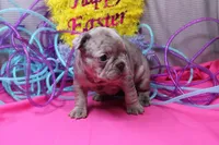 Zuri, a female French Bulldog for sale in Weaubleau, MO – Photo 5 of 8