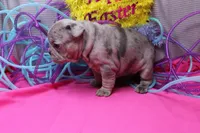 Zuri, a female French Bulldog for sale in Weaubleau, MO – Photo 7 of 8
