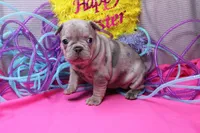 Zuri, a female French Bulldog for sale in Weaubleau, MO – Photo 1 of 8