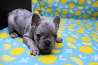 Zuri, a female French Bulldog for sale in Weaubleau, MO – 6 of 10