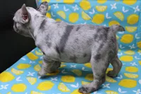 Zuri, a female French Bulldog for sale in Weaubleau, MO – 8 of 10