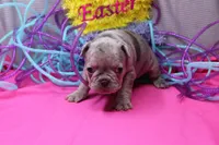 Zuri, a female French Bulldog for sale in Weaubleau, MO – Photo 4 of 8