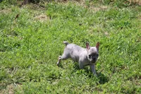 Zuri, a female French Bulldog for sale in Weaubleau, MO – 3 of 10