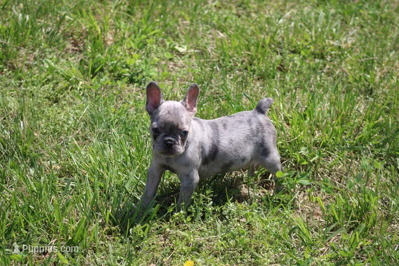 Zuri – French Bulldog puppy for sale in Weaubleau, MO