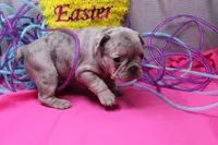 Zuri, a female French Bulldog for sale in Weaubleau, MO – Photo 6 of 8