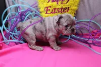Zuri, a female French Bulldog for sale in Weaubleau, MO – Photo 2 of 8