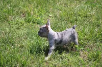 Zuri, a female French Bulldog for sale in Weaubleau, MO – 2 of 10
