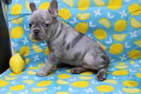 Zuri, a female French Bulldog for sale in Weaubleau, MO – 5 of 10