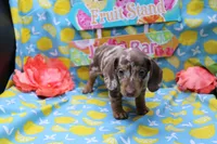 Sepp, a male Miniature Dachshund for sale in Weaubleau, MO – 6 of 9