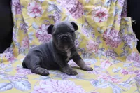 Phil, a male French Bulldog for sale in Weaubleau, MO – 2 of 10