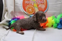 Penny, a female Miniature Dachshund for sale in Weaubleau, MO – 9 of 10
