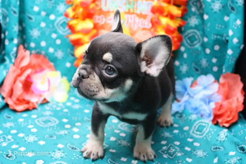 Neely – French Bulldog puppy for sale in Weaubleau, MO