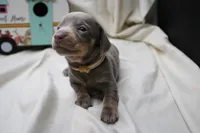 Seraphina, a female Miniature Dachshund for sale in Weaubleau, MO – 9 of 10